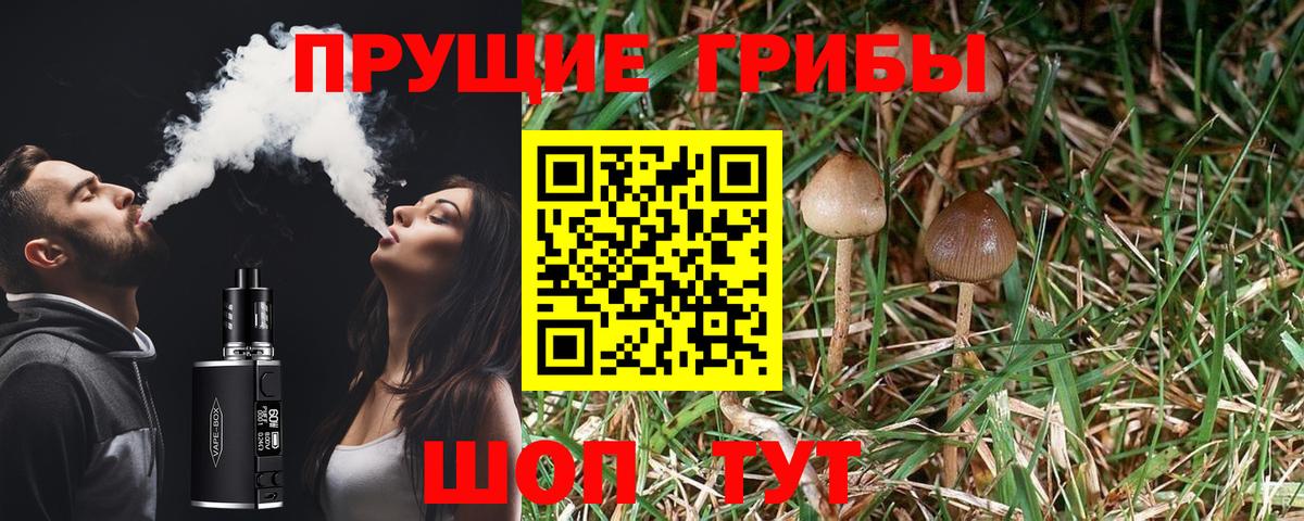 Курчатов  Галлюциногенные грибы Psilocybe  Вход с VPN 